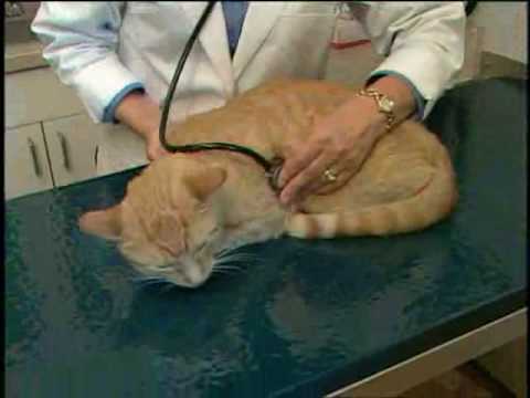 The Balancing Act Show 1178 - IDEXX Laboratories, Inc.