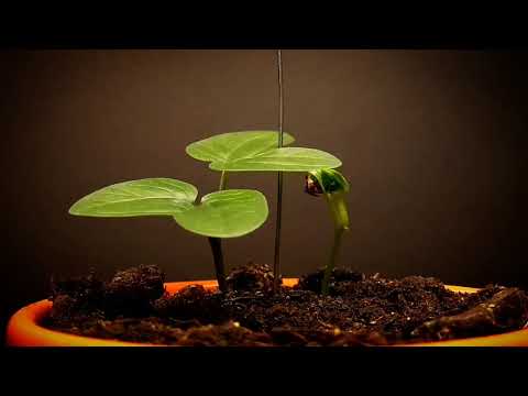 Morning glory germination