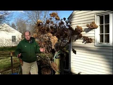 download lagu mp3 mp4 Cutting Back Hydrangea Tree In Fall, download lagu Cutting Back Hydrangea Tree In Fall gratis, unduh video klip Cutting Back Hydrangea Tree In Fall