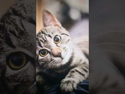 cut cats🥺🥺🥺🥺✨✨✨✨✨✨✨✨💝💝💝💝