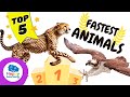 Top 5 Fastest Animals In The World Educational Videos For Children