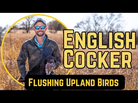English Cocker - Flushing Upland Birds Introduction