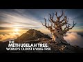 World S Oldest Living Tree The Methuselah Tree دنیا کا قدیم ترین درخت ابھی ب�