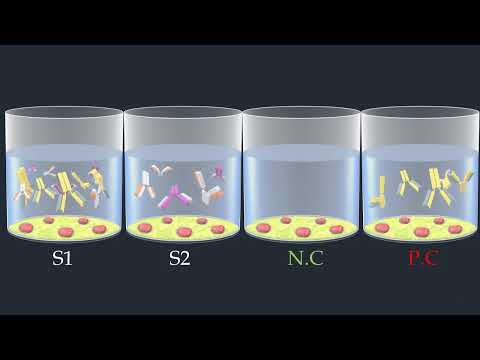 Indirect ELISA Test - Animated Video