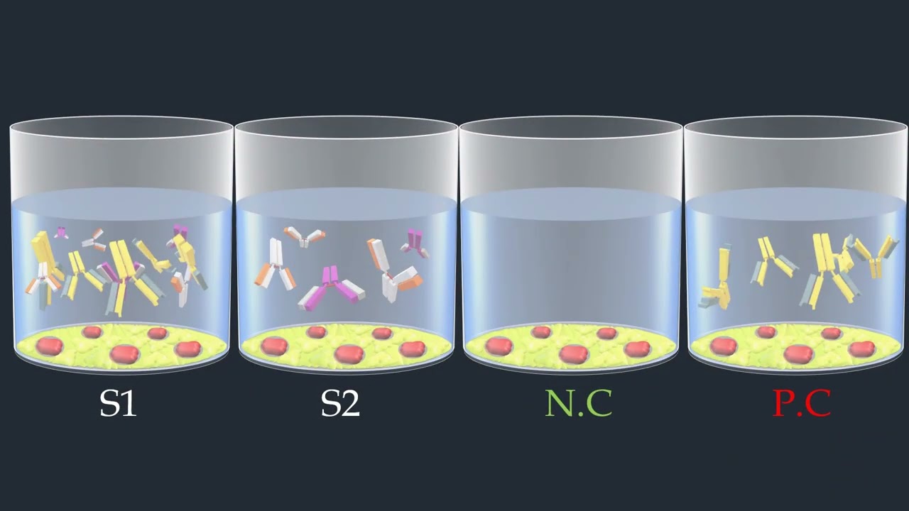 Indirect ELISA Test - Animated Video