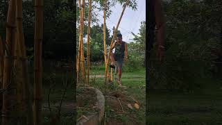 Download lagu Bambu kuning dengan mamfaatnya ‼️ mp3