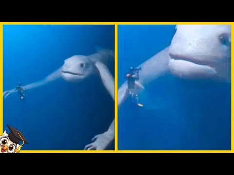 20 Cose Spaventose Trovate Dai Subacquei