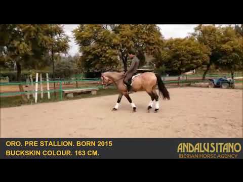 Buckskin PRE with nice movement for dressage.