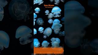 Miniature YouTube : Sea Blues | Musique Ambiante & Relaxation par Soochrys (97851c)