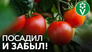 Томат Чудо гроздь: описание сорта помидоров, характеристики и отзывы