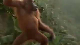 Download lagu Gorila. Joget coki coki mp3 Download lagu Gorila. Joget coki coki mp3