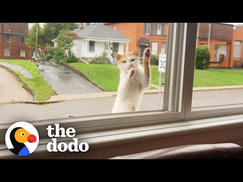 Stray Cat Keeps Climbing Up To This Woman's Window | The Dodo