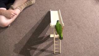 Senegal Parrot and Budgie Parakeet Sliding Down A Slide Trick