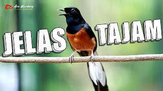 Download lagu MURAI FIGHTER MATERI TEMBAKAN JELAS DAN TAJEM mp3