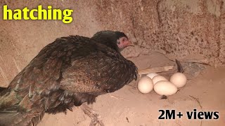 Hen hatching eggs at home | incubator for chicken eggs | hen hatching 2022