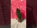 Karo Nag Satayega Viralvideo Dance Viralshort Rasiya
