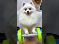 Nico Am I Superman Dog Nico Cutedoggies Funny Cute