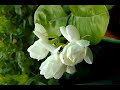 Mogra Flowering Plant Viral Terracegarden Peace With Nature Trending Youtube Shorts Beautiful