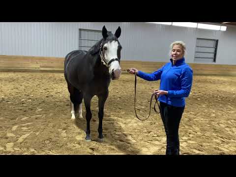 #103 Class #3 English Halter