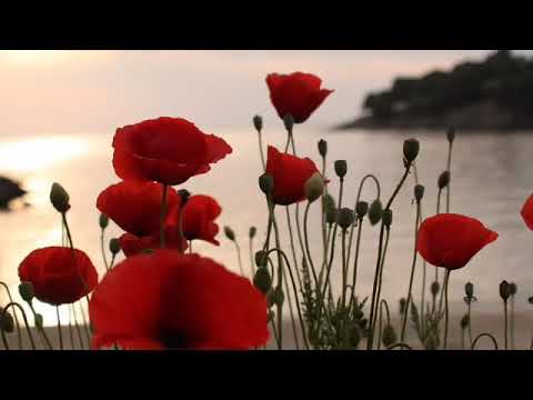 Abdulloh ibn Sallam - Abdulloh domla.