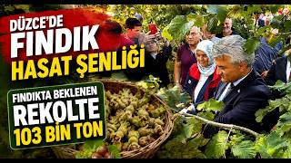  Düzcede Fındık Hasat Şenliği