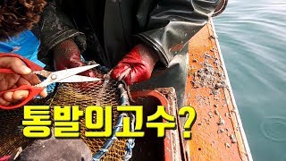 낙지통발의고수 - 통발에 낙지다리가 안 빠질 때는