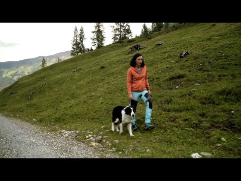 Hunde auf der Alm