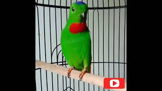 Download lagu Serindit mewah mp3