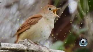 Los 10 CANTOS más BELLOS de PÁJAROS en PLENA NATURALEZA