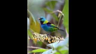 Hermeto Pascoal & Grupo - Vale do Ribeira (1990)