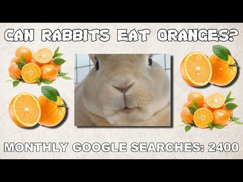 YouTube video about: Can rabbits eat clementines?