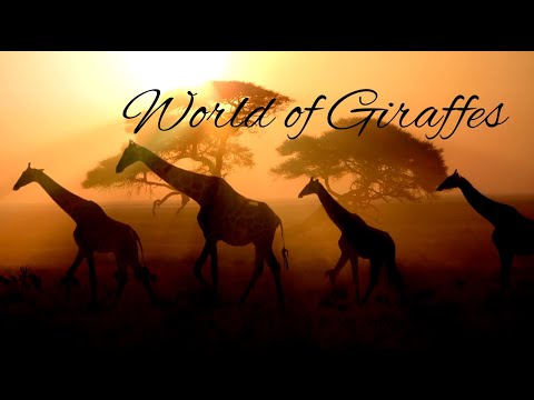 4K UHD World of Giraffes 🦒 || Ambient Lofi Music and Two Hours of Relaxing Giraffe Footage ☀️