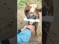 How Vets Save Cows From Swallowed Metal Magnet Removal
