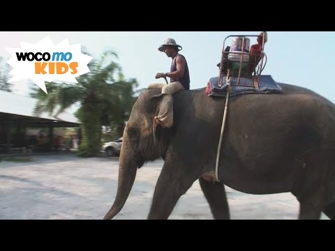 Ein Elefant auf großer Reise | GEOlino-Reportage - Folge 32/50