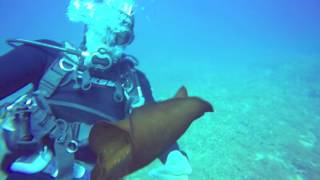 ferranelles fullhd | Girona/Estartit/Ferranelles - Girona Ferranelles España foto 2