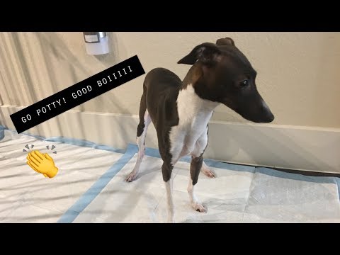download lagu mp3 mp4 How To Train An Italian Greyhound, download lagu How To Train An Italian Greyhound gratis, unduh video klip How To Train An Italian Greyhound