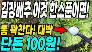 김장배추 이것 한스푼이면 통 꽉찬다! 단돈 100원이면 통꽉차요 대박!