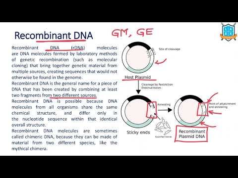 What is Recombinant DNA ? || Recombinant DNA అంటే ఏమిటి?
