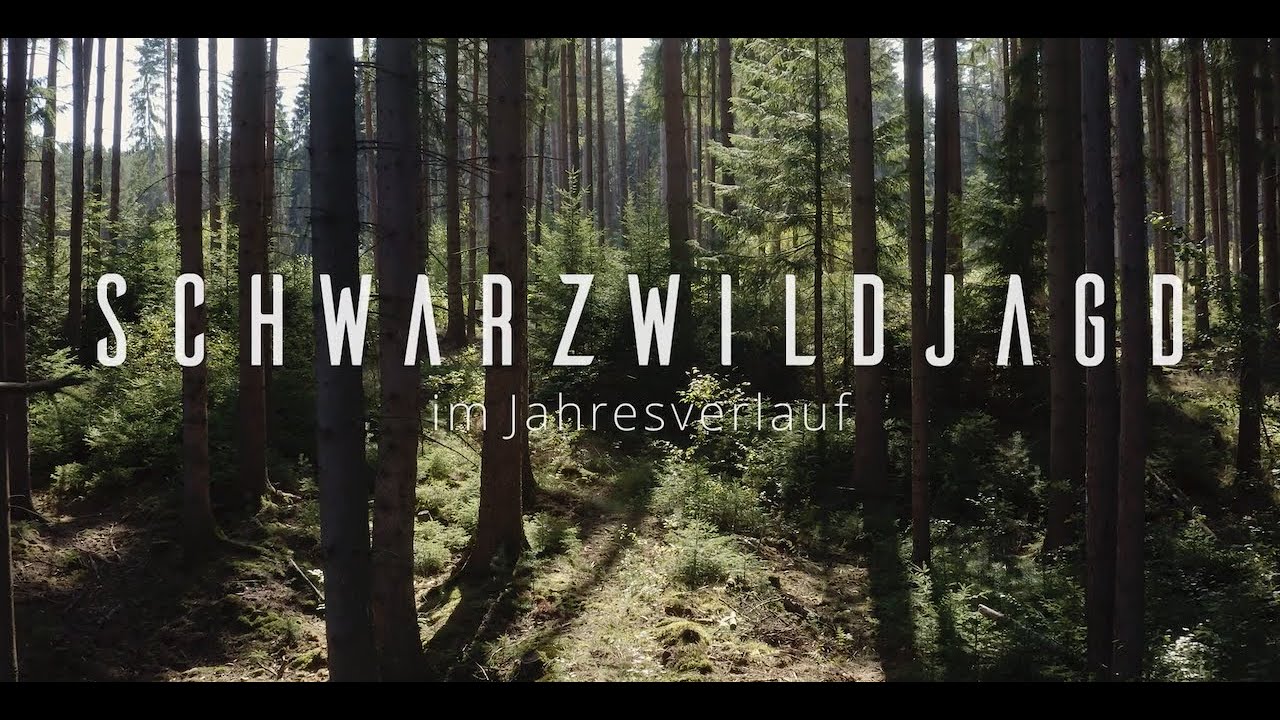 Schwarzwildjagd im Jahresverlauf - Neuzeitliche Betrachtungen zur Jagd
