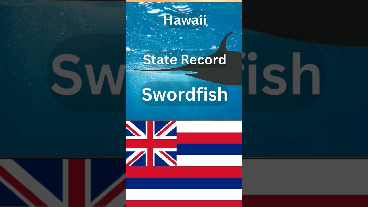 How big is the Hawaii State Record Swordfish?