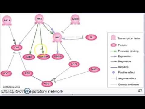 201401219-Gene Regulatory Network