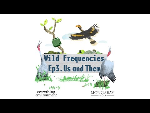 Wild Frequencies