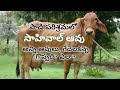 Sahiwal Cow is the best for Profitable Dairy Farming | సాహీవాల్ ఆవు పాడికి అన్