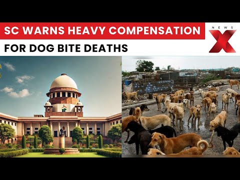 Supreme Court Slams Governments, Dog Feeders in Stray Dog Case | NewsX