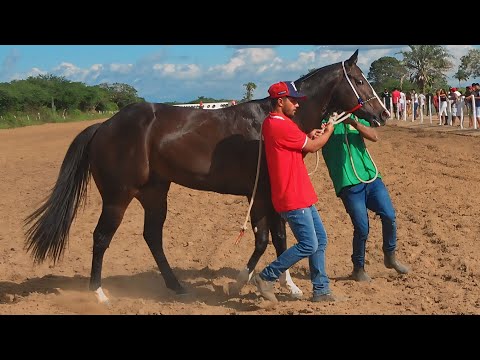 MESSI brilha no IV GP BAHIA FUTURITY - assista todas as classificatórias e a grande final!