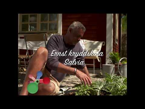 Ernsts kryddskola: salvia