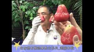 千楓公視_在家種有機蔬果養生系列_蓮霧及施肥.