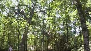 The End of the "Lightning Tree"