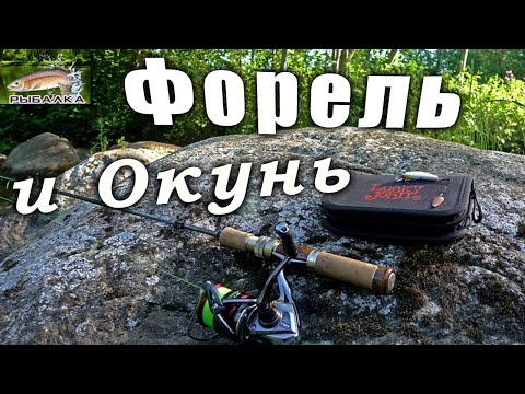 Дикая форель. Окунь. Рыбалка в Ленинградской области. Июнь 2020.