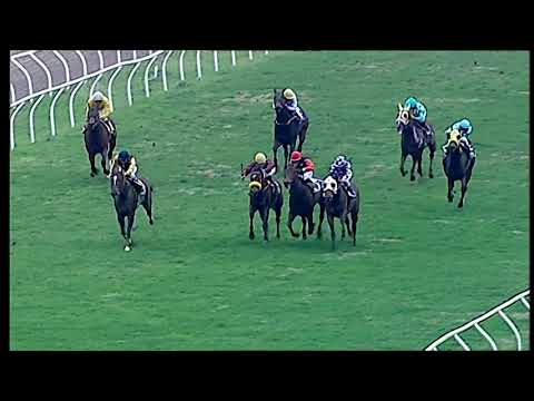 Trotto 11/01/2021 - 6ª corsa